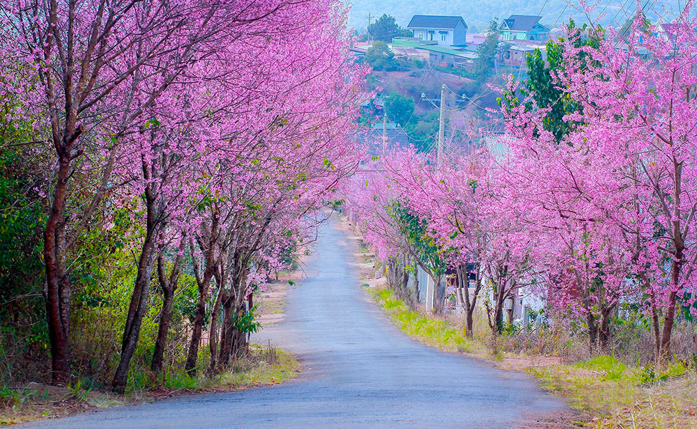Trải nghiệm Đà Lạt